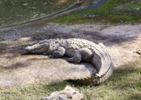 Melaka Crocodile and Recreation Park